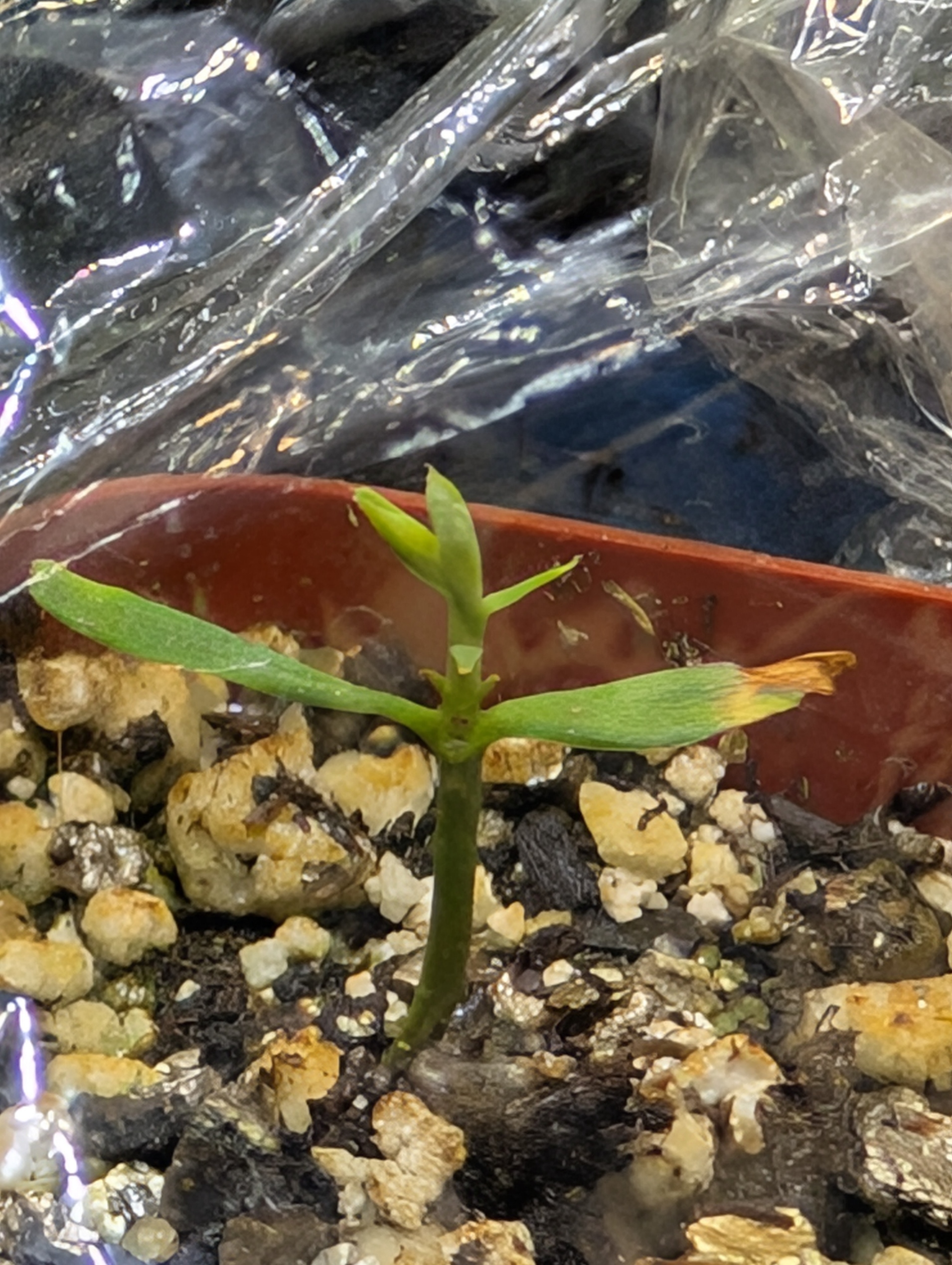 Wollemi Pine